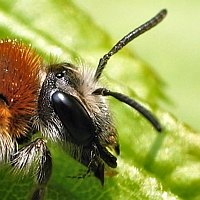 tn_Eyes13.jpg