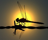 tn_libelle_sunset2.jpg