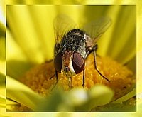 tn_fly6.jpg