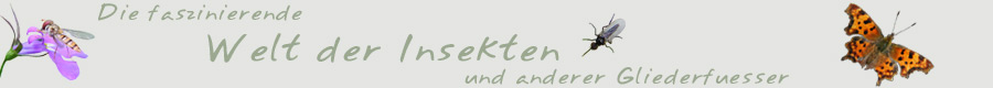 welt_der_insekten.jpg
