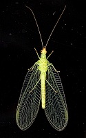 tn_Ufo.jpg