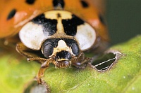 tn_Lady_Bug.jpg